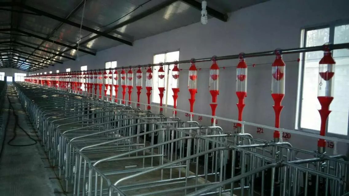 gestation stall